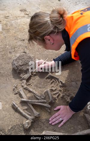 Nauendorf, Germania. 16 maggio 2024. Melanie Weber-Walpuski, un'archeologa dell'Ufficio statale Sassonia-Anhalt per la conservazione dei monumenti e l'archeologia, sta lavorando su uno scheletro in un campo vicino a Nauendorf vicino a Halle. L'uomo e' stato trovato in una posizione accovacciata e sdraiato sul lato destro. Il corpo fu sepolto in una pianta trapezoidale di un precedente edificio mortuario. Gli archeologi hanno trovato due di queste capanne mortuarie risalenti a 6000 anni fa qui. I tumuli funerari appartengono alla cultura di Baalberg. Crediti: Hendrik Schmidt/dpa/Alamy Live News Foto Stock