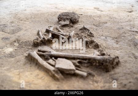 Nauendorf, Germania. 16 maggio 2024. Uno scheletro del Neolitico medio si trova in un campo vicino a Nauendorf vicino a Halle. L'umano e' stato trovato in una posizione accovacciata e disteso sul lato destro. Il corpo è sepolto in una pianta trapezoidale di una precedente struttura mortuaria. Gli archeologi dell'Ufficio di Stato Sassonia-Anhalt per la conservazione dei monumenti e dell'archeologia hanno trovato due di queste capanne mortuarie risalenti a 6000 anni fa qui. I tumuli funerari appartengono alla cultura di Baalberg. Crediti: Hendrik Schmidt/dpa/Alamy Live News Foto Stock