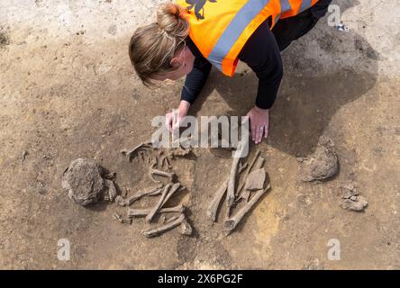 Nauendorf, Germania. 16 maggio 2024. Melanie Weber-Walpuski, un'archeologa dell'Ufficio statale Sassonia-Anhalt per la conservazione dei monumenti e l'archeologia, sta lavorando su uno scheletro in un campo vicino a Nauendorf vicino a Halle. L'uomo e' stato trovato in una posizione accovacciata e sdraiato sul lato destro. Il corpo fu sepolto in una pianta trapezoidale di un precedente edificio mortuario. Gli archeologi hanno trovato due di queste capanne mortuarie risalenti a 6000 anni fa qui. I tumuli funerari appartengono alla cultura di Baalberg. Crediti: Hendrik Schmidt/dpa/Alamy Live News Foto Stock