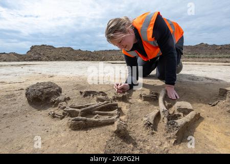 Nauendorf, Germania. 16 maggio 2024. Melanie Weber-Walpuski, un'archeologa dell'Ufficio statale Sassonia-Anhalt per la conservazione dei monumenti e l'archeologia, sta lavorando su uno scheletro in un campo vicino a Nauendorf vicino a Halle. L'uomo e' stato trovato in una posizione accovacciata e sdraiato sul lato destro. Il corpo fu sepolto in una pianta trapezoidale di un precedente edificio mortuario. Gli archeologi hanno trovato due di queste capanne mortuarie risalenti a 6000 anni fa qui. I tumuli funerari appartengono alla cultura di Baalberg. Crediti: Hendrik Schmidt/dpa/Alamy Live News Foto Stock