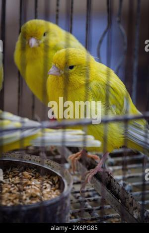 Gabbia con canari in vendita, mercato settimanale, Sineu, Maiorca, Isole Baleari, Spagna. Foto Stock