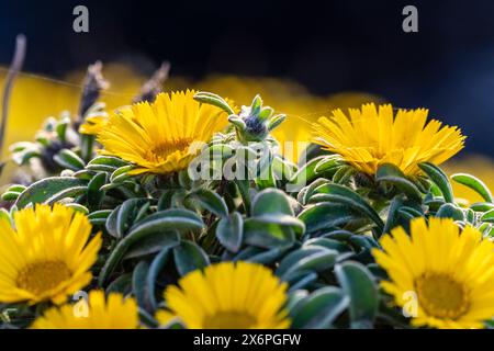 Pallenis maritima (L.) Greuter, 1997, fiore giallo sulla costa, Cala Rafalino, Manacor, Maiorca, Isole Baleari, Spagna. Foto Stock