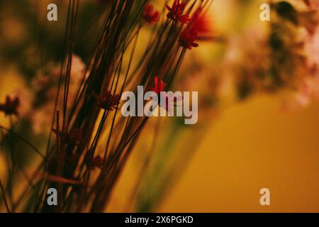 Piccoli fiori rossi in un bouquet di luce calda. Decorazioni floreali per la casa. Cartolina floristica astratta. Erbario di fiori ed erbe secche diversi. Foto Stock