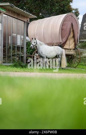 Adorf, Germania. 16 maggio 2024. Pony Eddie si trova accanto a un vecchio carro trainato da cavalli, che è pieno di fieno e utilizzato come luogo di riposo per i pellegrini. La fattoria si trova su un sentiero medievale che collega il monastero di Chemnitz, che ora fa parte della via sassone di San Giacomo. L'offerta per gli escursionisti in cerca di illuminazione deve essere ampliata. Tra un anno, le abitazioni portatili per i pellegrini potrebbero trovarsi nei prati di Erzgebirge tra mucche e cavalli. Crediti: Jan Woitas/dpa/Alamy Live News Foto Stock