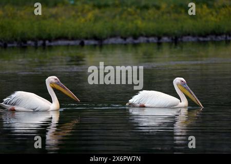 Ottimo pellicano bianco al lago Prespa in Grecia Foto Stock