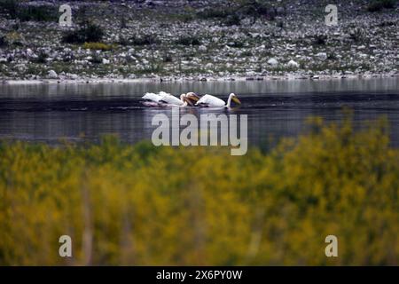 Ottimo pellicano bianco al lago Prespa in Grecia Foto Stock