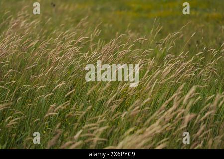Erba nebbia dello Yorkshire nel vento Foto Stock