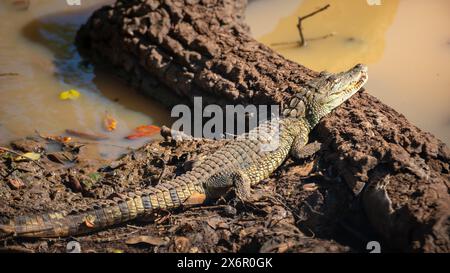 Giovane coccodrillo mugger che riposa su una riva fangosa al Parco Nazionale di Yala. Foto Stock