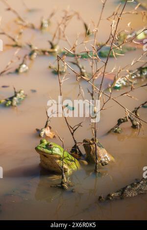 Due rane verdi che si accoppiano nello stagno del Parco Nazionale di Yala. Foto Stock