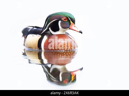 Primo piano di un'anatra di legno che nuota sul lago di fango a Ottawa, Canada Foto Stock