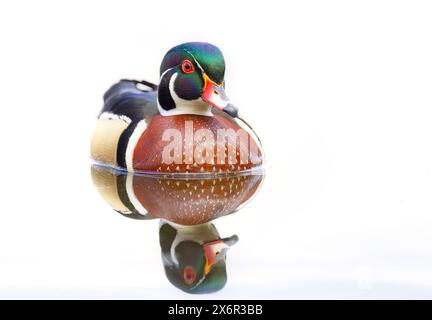 Primo piano di un'anatra di legno che nuota sul lago di fango a Ottawa, Canada Foto Stock