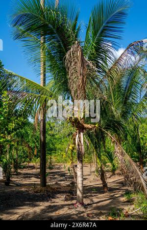 Primo piano di una palma da cocco (Cocos nucifera) Foto Stock