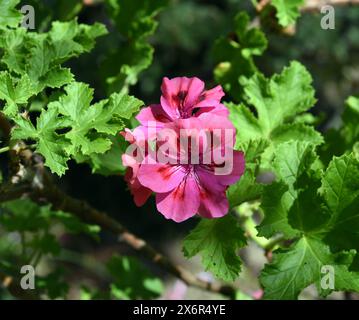 Unique-Pelargonium ist eine Buschig wachsende Pelargonie mit verholzenden Stengeln und zum Teil grossen schoenen blueten. Unique-Pelargonium è un cespuglio Foto Stock