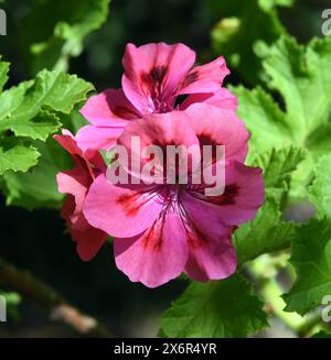 Unique-Pelargonium ist eine Buschig wachsende Pelargonie mit verholzenden Stengeln und zum Teil grossen schoenen blueten. Unique-Pelargonium è un cespuglio Foto Stock