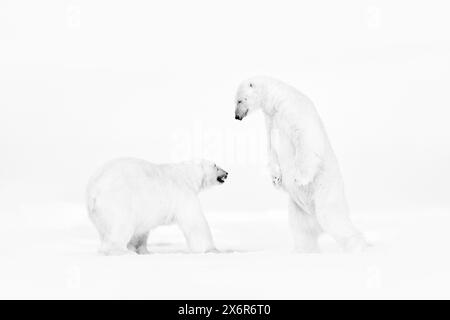 Art wildllife. Foto d'arte in bianco e nero di due orsi polari che combattono sulla deriva del ghiaccio nelle Svalbard artiche. Lotta con gli animali nella neve bianca. Foto Stock