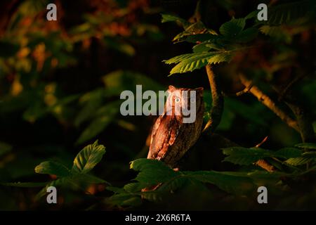Scops Owl, Otus scops, piccolo gufo nell'habitat naturale, seduto sul ramo verde dell'albero, vicino a Praga, Repubblica Ceca. Natura selvaggia Foto Stock