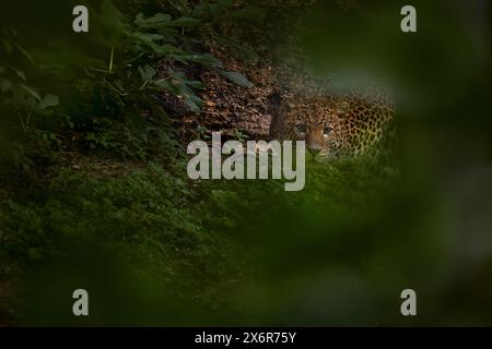 Leopardo di Giava, Panthera pardus melas, nell'habitat naturale, isola di Giava in Indonesia, Asia. Gatto selvatico nascosto nella vegetazione verde, foresta tropicale. Foto Stock