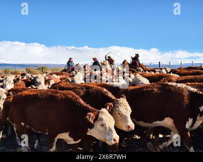 Neuquen, Argentina, 19 aprile 2024: Gaucho allevava vacche nella "Cordillera de los Andes". Foto Stock