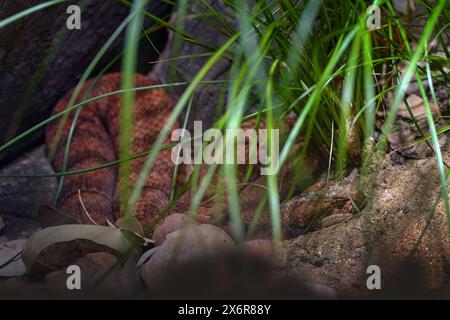 Ammalato comune, Acanthophis antarcticus, serpente di morte nativo dell'Australia. vipera grigia marrone nell'habitat naturale, nascosta nell'erba. Foto Stock