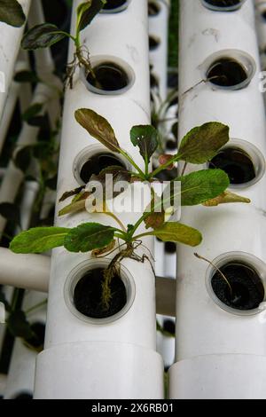 Primo piano dei semi Red Tatsoi. I semi di Tatsoi producono foglie vibranti a forma di cucchiaio. Questo verde asiatico prospera nelle stagioni fresche come il sapore perfetto per le insalate. Foto Stock