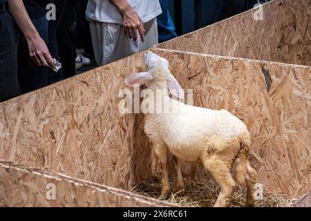 Le pecore nella stalla in attesa di cibo. Foto Stock