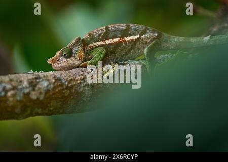 Calumma parsonii ssp. Cristifer, il camaleonte di Parson, seduto sul ramo verde nella vegetazione verde della foresta. Chameleon nell'habitat naturale, Anda Foto Stock