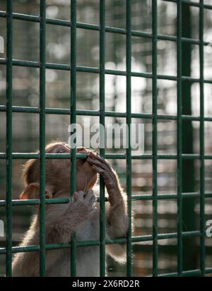 Ritratto di una piccola scimmia in una gabbia dello zoo. Primo piano. Scimmia triste in una gabbia. Una piccola scimmia sbirciata fuori dalla gabbia. Concetto di animali in cattività. Foto Stock