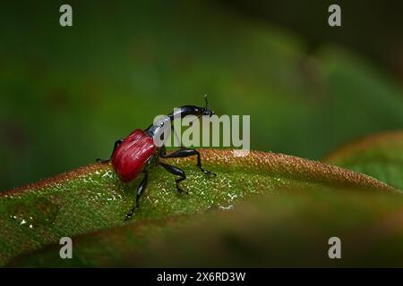 Coleottero endemico del Madagascar. Giraffa weevil, Trachelophorus giraffa, insetto di coleottero nero e rosso sulla foglia verde. Giraffa weevil nella foresta naturale Foto Stock