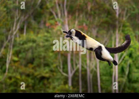 Salto delle scimmie, mammifero del parco nazionale di Andasibe-Mantadia. Fauna selvatica del Madagascar, salto in volo nella foresta monkley. Lemure ruvido bianco e nero, Varecia variegata, fine Foto Stock