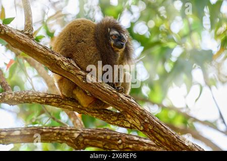 Lemurum marrone comune Eulemur fulvus, Andasibe Mantadia NP, Madagascar. Scimmia bruna grigia sull'albero, nell'habitat forestale, endemico i Madagascar. Flora e fauna selvatiche Foto Stock