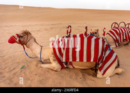 Giri in cammello nel deserto con due cammelli decorati Foto Stock