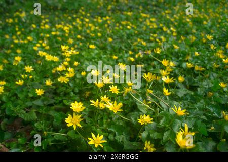 Visione umana, i fiori di Celadina minore hanno un aspetto diverso per api e insetti sotto la luce UV per guidarli all'impollinazione dei nettari Foto Stock