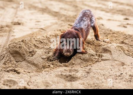 Un giovane spaniel russo bruno scava nella sabbia bagnata Foto Stock