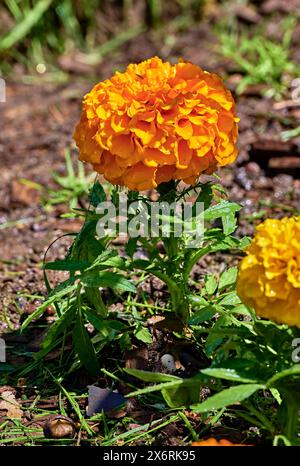 Bella piccola arancia Marigold in un giardino fiorito. Foto Stock