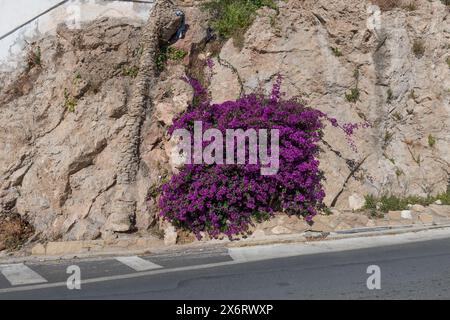 Migliaia di fiori di Bougainvillea in fiore che coprono pareti bianche di roccia Foto Stock