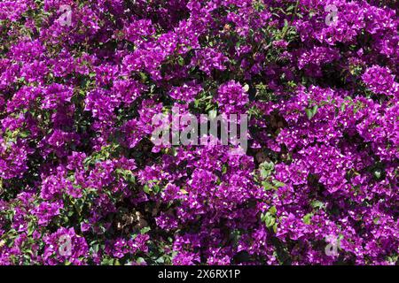 Migliaia di fiori di Bougainvillea in fiore che coprono pareti bianche di roccia Foto Stock