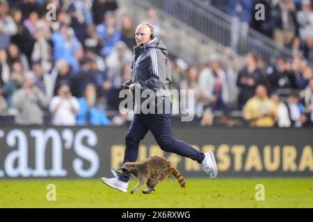 Chester, Pennsylvania, Stati Uniti. 15 maggio 2024. Un procione corre sul campo durante il primo tempo di un match MLS tra Philadelphia Union e New York City FC al Subaru Park di Chester, Pennsylvania. Kyle Rodden/CSM/Alamy Live News Foto Stock