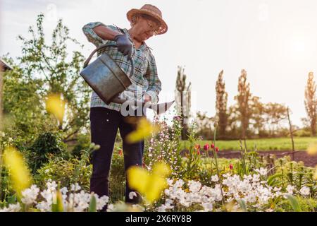 Ritratto a tutto il corpo di una donna anziana che innaffia anemoni con annaffiatoio nel giardino di primavera. Giardiniere che si prende cura dei fiori all'aperto Foto Stock