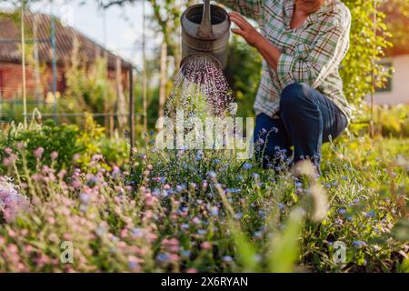 Donna che innaffia i noti dimenticati in fiore con annaffiatoio nel giardino di primavera. Giardiniere che si prende cura dei fiori sul letto di fiori al tramonto Foto Stock