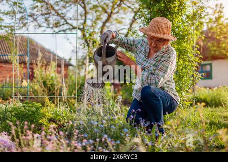Ritratto di una donna anziana che innaffia noci dimenticati in fiore con annaffiatoio nel giardino primaverile. Giardiniere in cappello di paglia che si prende cura dei fiori al tramonto Foto Stock