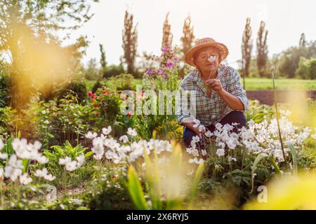 Giardiniere senior che raccoglie fiori di anemone nel giardino primaverile. Una donna in pensione puzza di fiori sul letto di fiori al tramonto. Giardinaggio Foto Stock