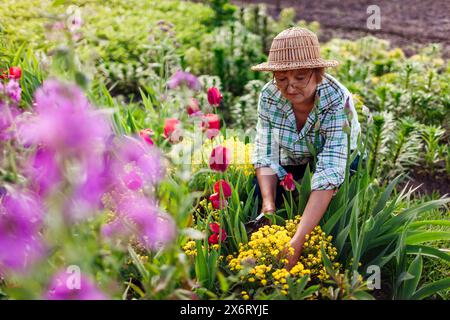 Ritratto di un giardiniere anziano che raccoglie fiori nel giardino primaverile. Donna in pensione che taglia i gambi con potatrice godendosi la natura al tramonto. Giardinaggio Foto Stock