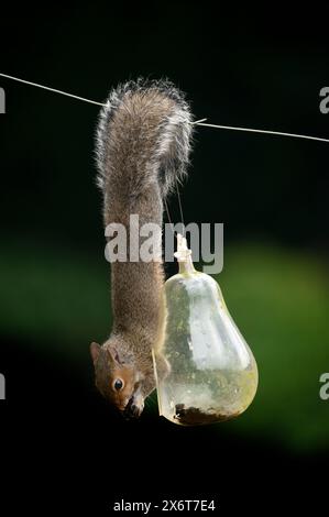 Scoiattolo britannico che mangia da un alimentatore di uccelli di pere di vetro Foto Stock