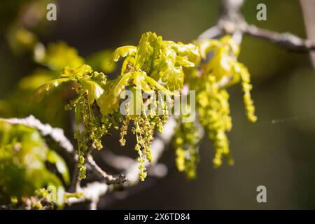 Stiel-Eiche, im Frühjahr, Blüten, Frühling, Blüte blühend, junge Blätter, Blatt, Eichenlaub, Eichen, Stieleiche, Eiche, alte Eiche in der Elbtalaue, Foto Stock