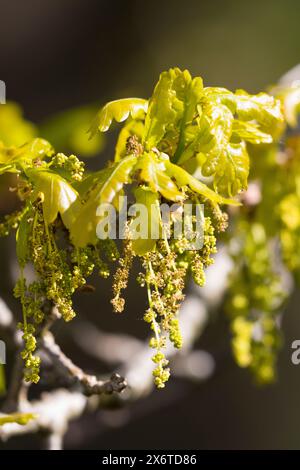 Stiel-Eiche, im Frühjahr, Blüten, Frühling, Blüte blühend, junge Blätter, Blatt, Eichenlaub, Eichen, Stieleiche, Eiche, alte Eiche in der Elbtalaue, Foto Stock