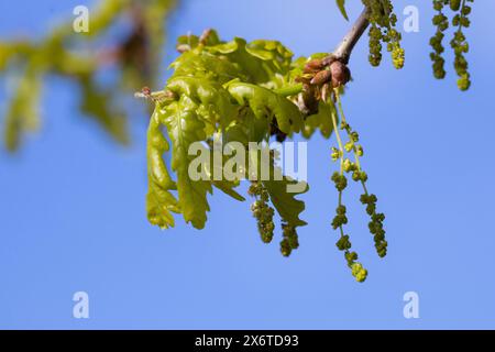 Stiel-Eiche, im Frühjahr, Blüten, Frühling, Blüte blühend, junge Blätter, Blatt, Eichenlaub, Eichen, Stieleiche, Eiche, alte Eiche in der Elbtalaue, Foto Stock