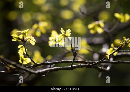 Stiel-Eiche, im Frühjahr, Frühling, Junge Blätter, Blatt, Eichenlaub, Eichen, Stieleiche, Eiche, alte Eiche in der Elbtalaue, Quercus robur, Quercus p Foto Stock