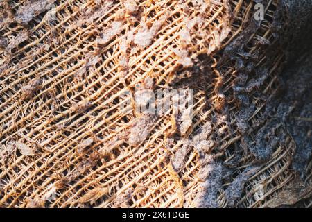 Primo piano texture linee incrociate fibre palme da cocco. Energia della natura sensazioni cinestetiche. Foto Stock