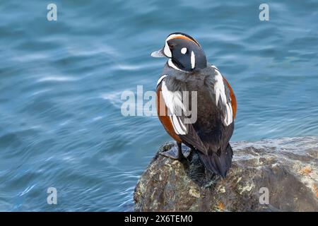 Drake Harlequin Duck arroccato su roccia nella baia di Kachemak, nell'Alaska centro-meridionale. Foto Stock