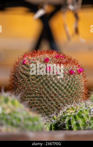 Cactus con fiori rossi in un giardino botanico, primo piano Foto Stock